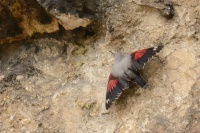 Zednicek skalni - Tichodroma muraria - Wallcreeper 3598